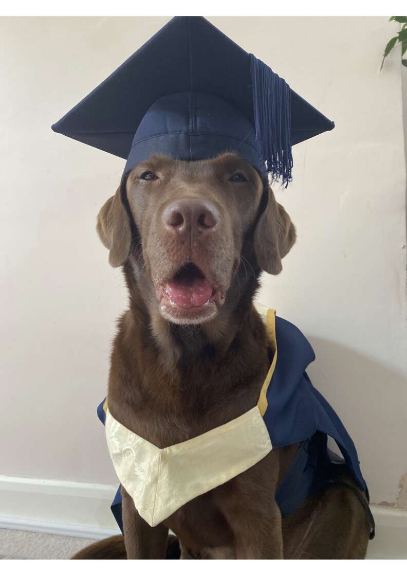 dog graduation