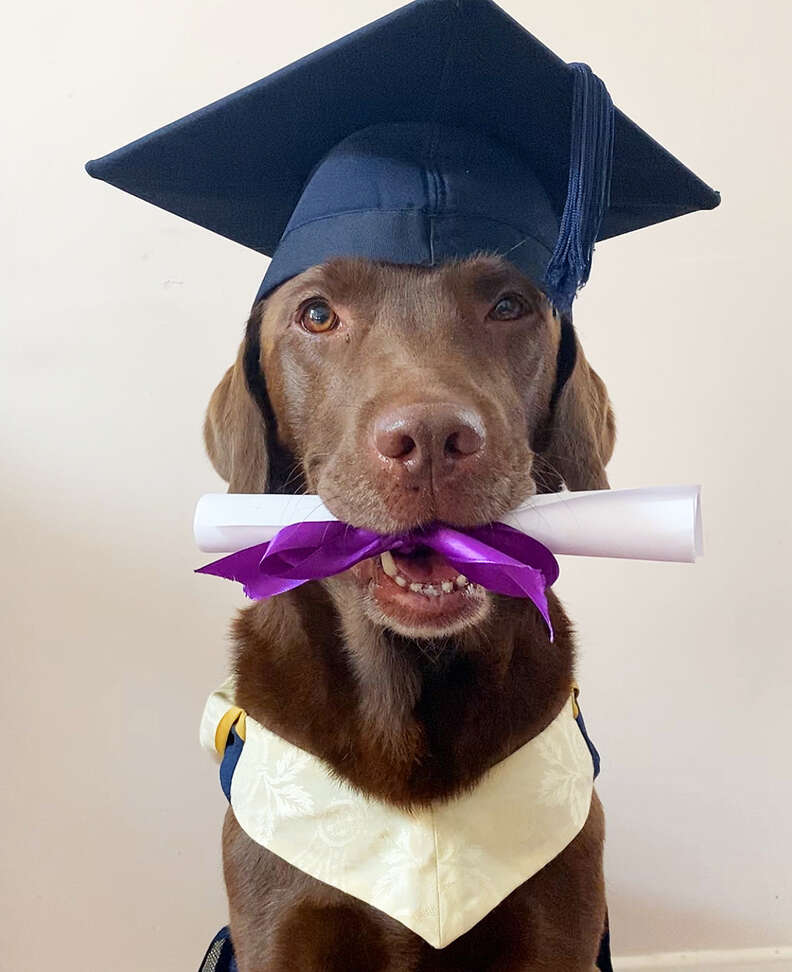 graduation dog