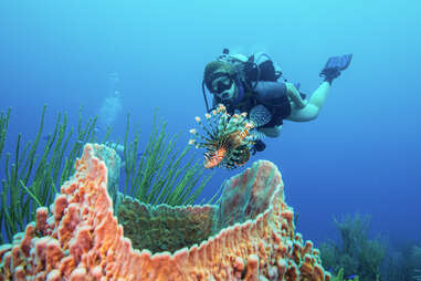 diver in coral reef in belize