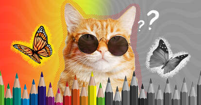 cat with sunglasses