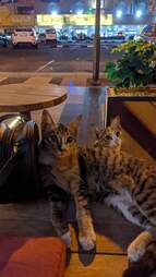Stray cats at cafe follow guy home