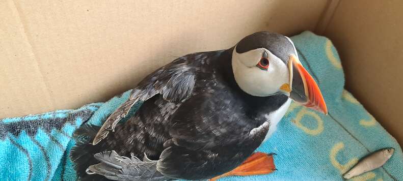 Utility Puffin Towel