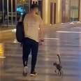 Stray Cat Follows Man Home From Café And Decides He's Her Dad Now