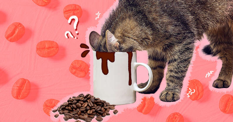 Cat smelling coffee