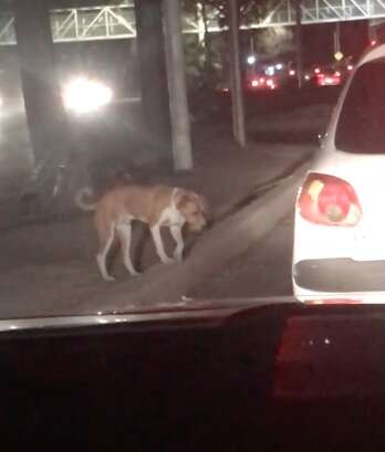 how do i stop my dog being scared of cars