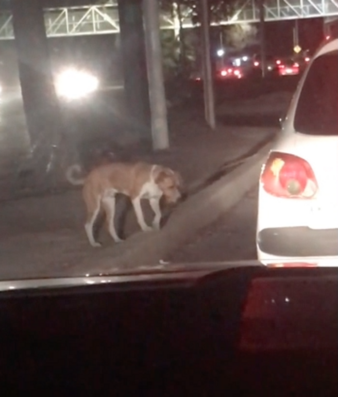 People See Car In Front Of Them Stop To Save A Scared Stray Dog - The Dodo