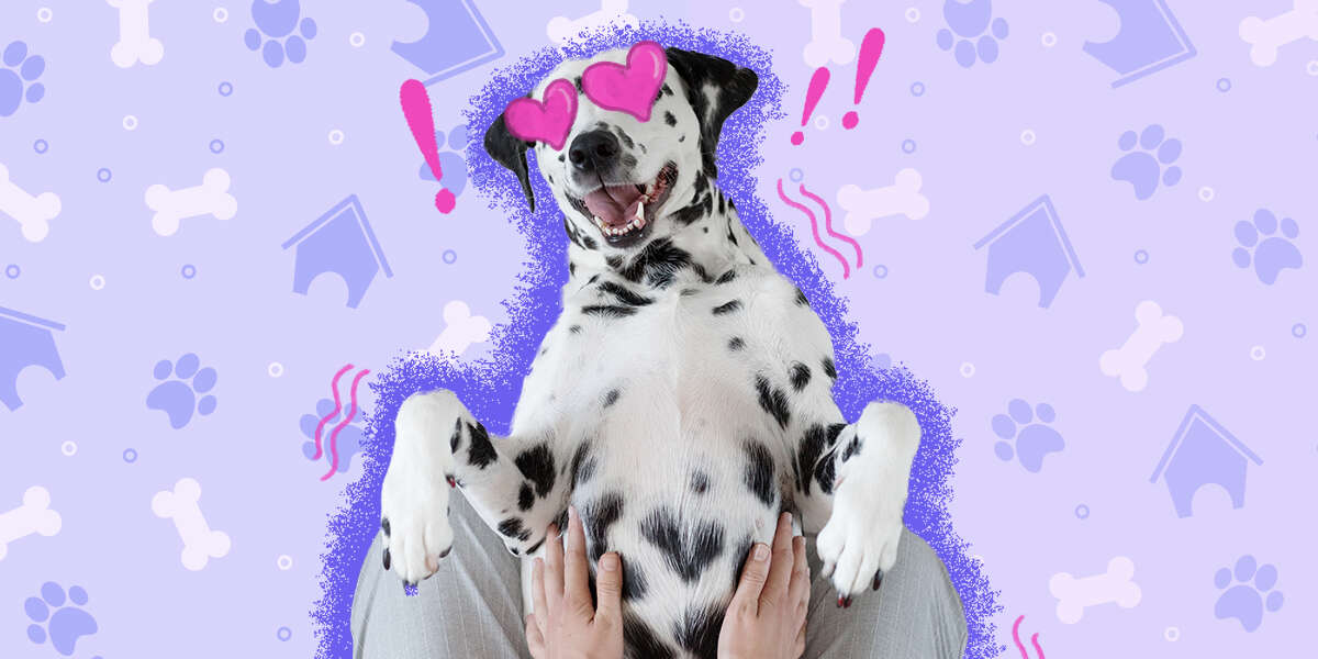 Why Do Dogs Like Belly Rubs? DodoWell The Dodo