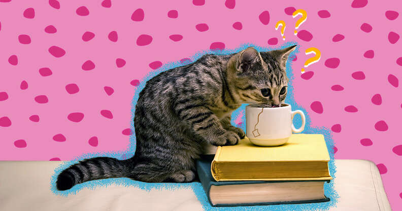 Cat with tea