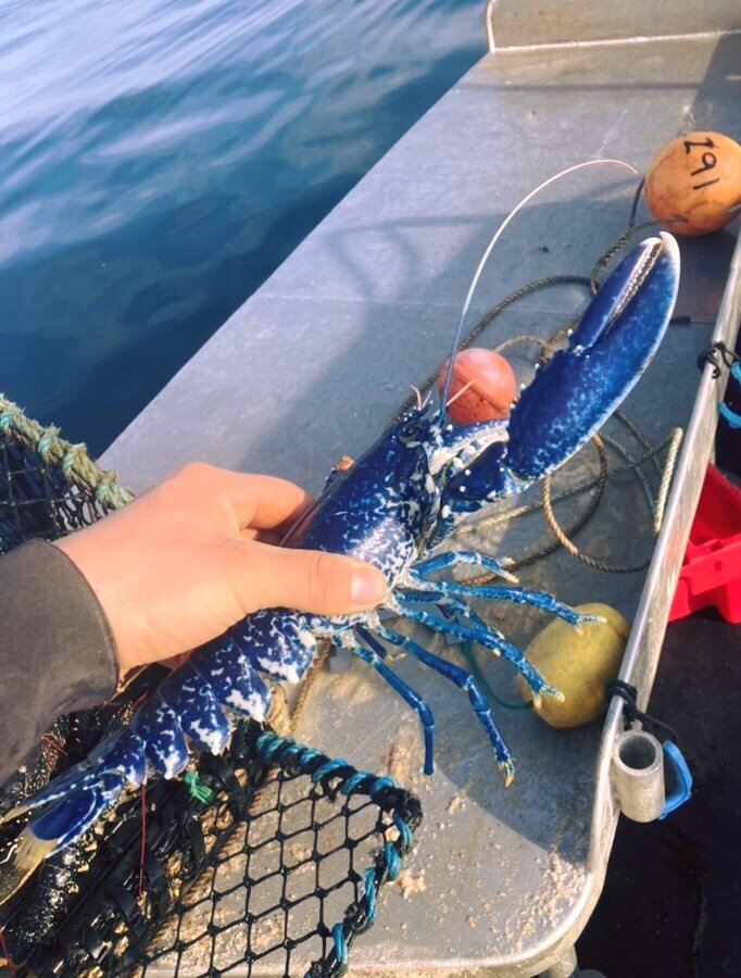 Fisherman Catches Extremely Rare Bright Blue Lobster The Dodo