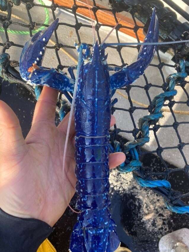 Vibrant blue lobster caught by UK fisherman