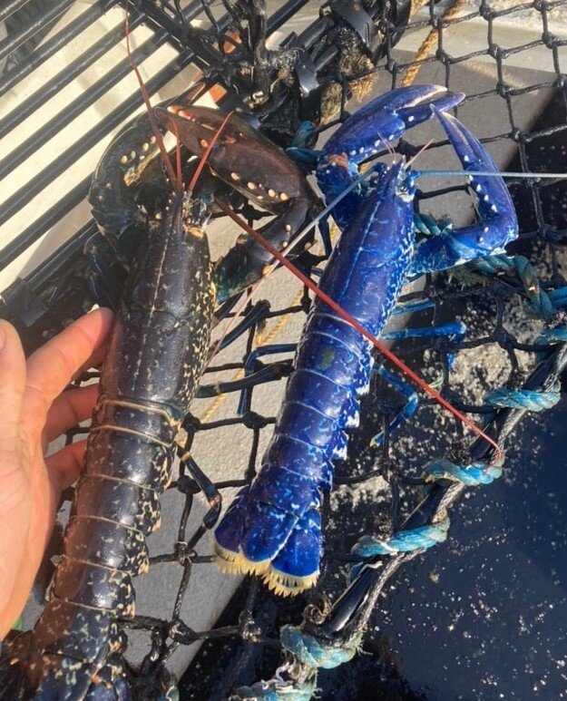 Fisherman Catches Extremely Rare Bright Blue Lobster The Dodo