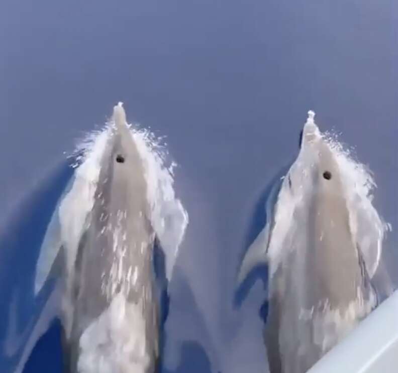 Bottlenose dolphins breach at the same time