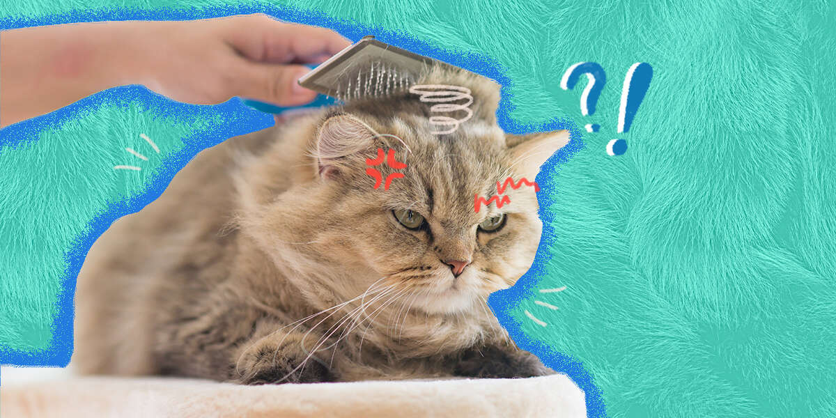 How To Deal With Matted Cat Hair DodoWell The Dodo