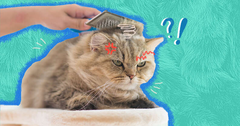 Brushing cat outlet fur