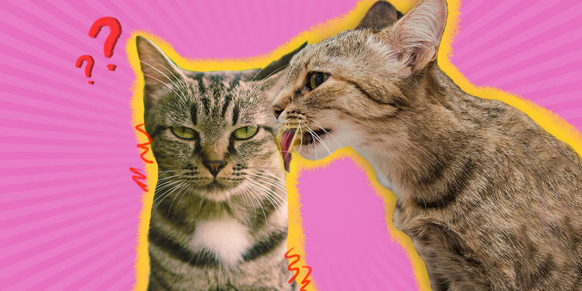 Why Do Cats Lick Each Other? DodoWell The Dodo