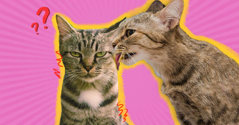 Why Do Cats Lick Each Other DodoWell The Dodo