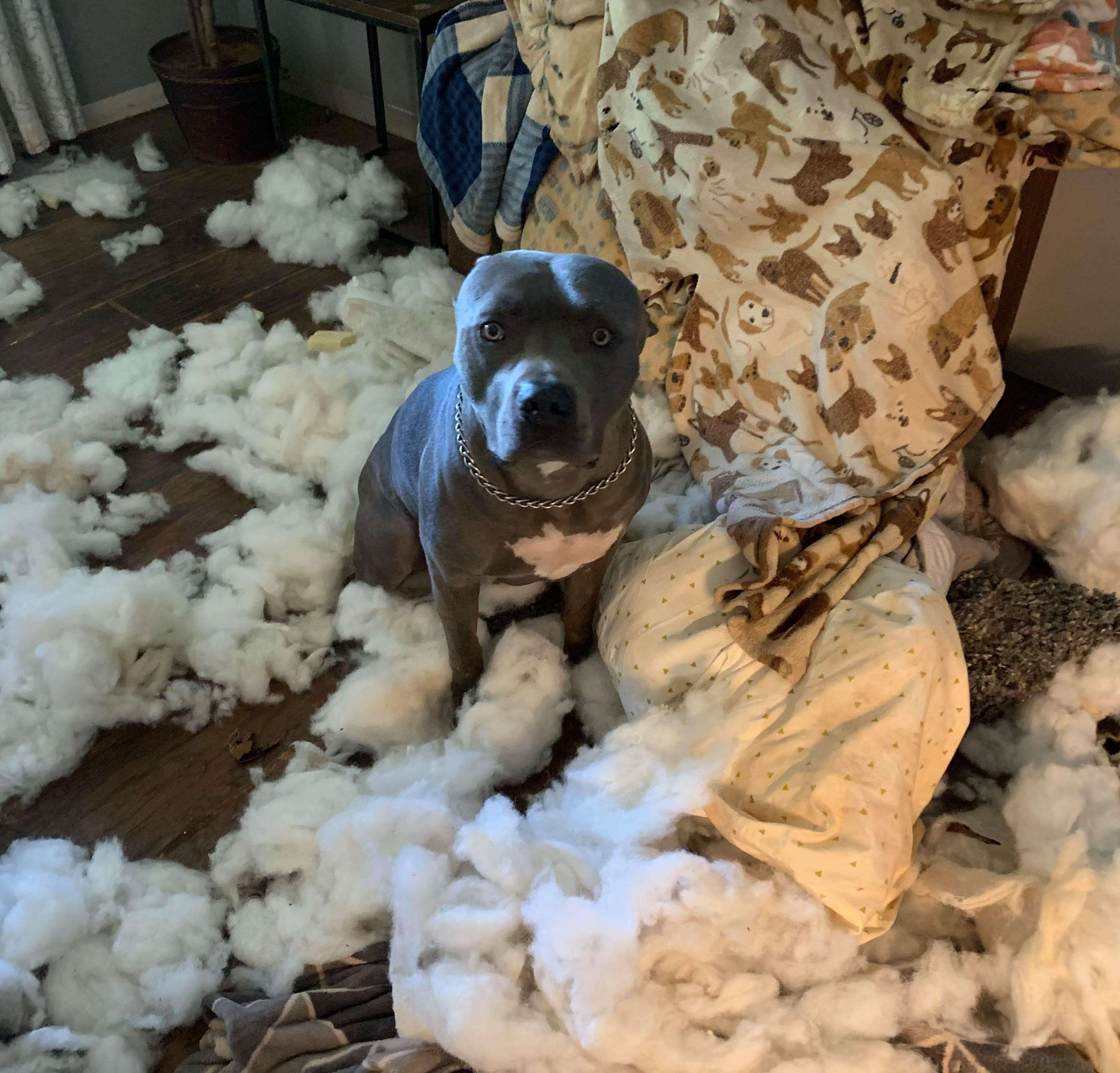 Dog destroys woman's couch