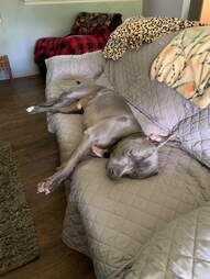 Bo on the new couch