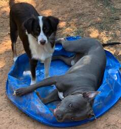 Rescued pit bull plays with his dog brother