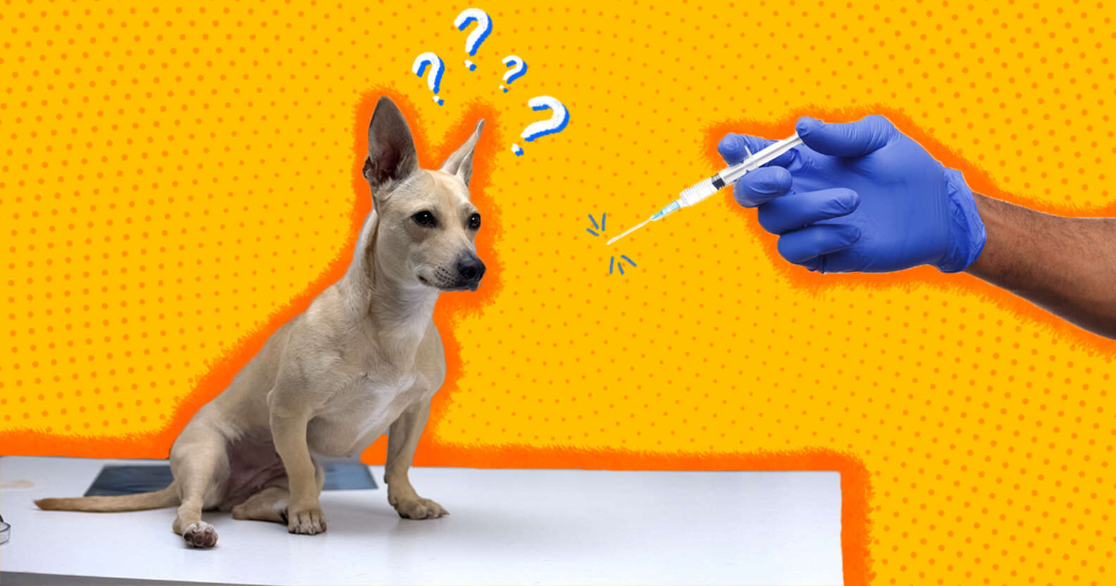 What You Need To Know About Dog Vaccinations DodoWell The Dodo