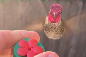 Guy’s New BFF Is A Hummingbird