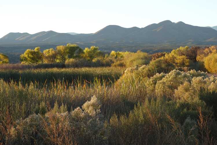 Bosque Del Apache National Wildlife 