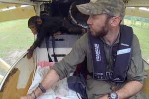 Baby Chimp Falls Asleep In Pilot's Lap While They Fly To Safety