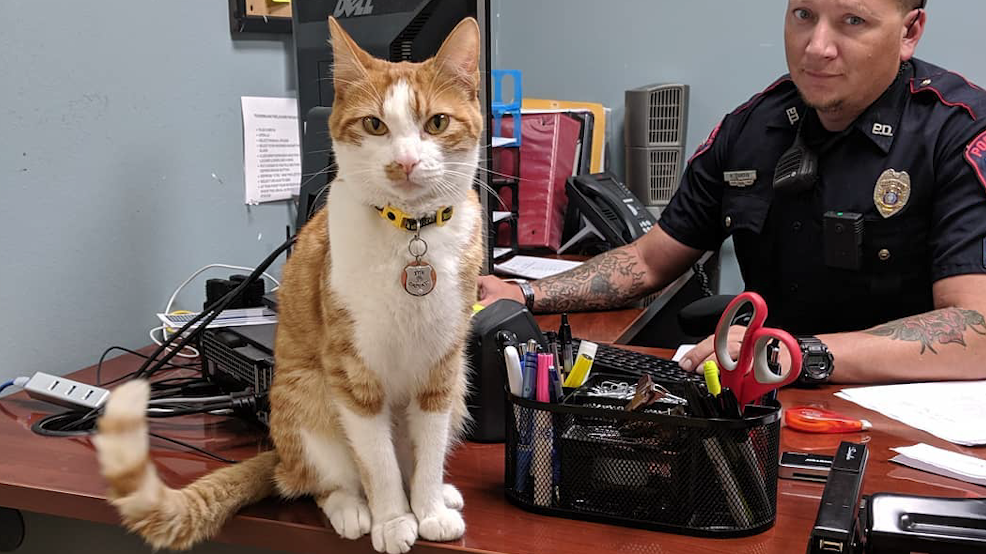 The Long Paw Of The Law: Cat Helps Port Lavaca Police Department