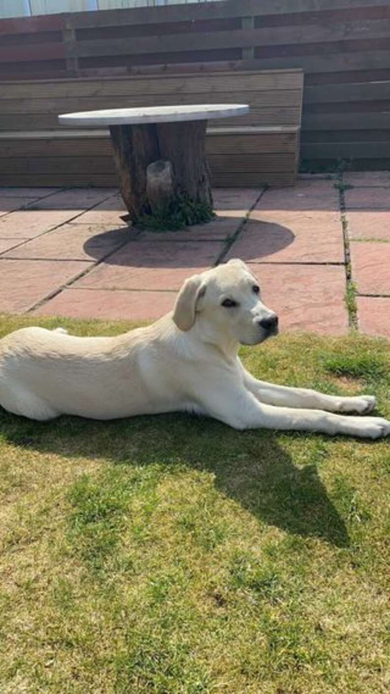 Woman Catches Her Dog Carrying On A Secret Relationship - The Dodo