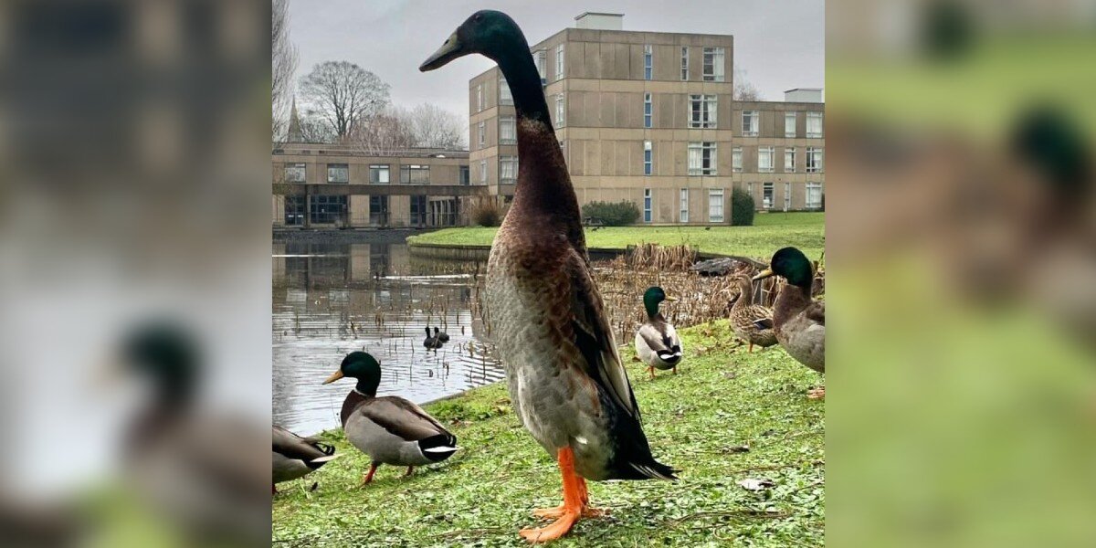 People Are Having A Tough Time Believing This Super Tall Duck Is Real