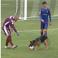 Dog Out For A Walk By Soccer Stadium Decides To Become A Part Of The Game