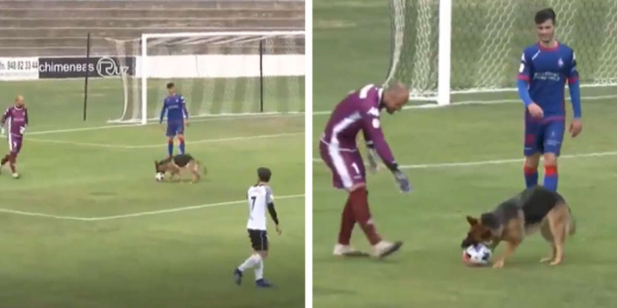 Dog Sees Soccer Match In Progress And Decides To Join The Game The Dodo
