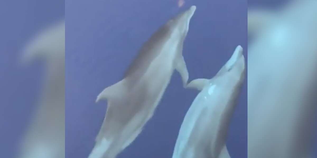 Divers Spot Two Dolphins Holding Hands While They Swim The Dodo