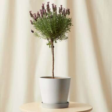 Potted Lavender Tree Indoor Plant