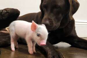 Tiny Piglet Jumps Off A Truck And Saves Her Own Life