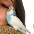 Woman Finds The Sweetest Parakeet Abandoned In New York City