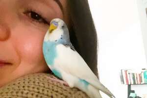 Woman Finds The Sweetest Parakeet Abandoned In New York City