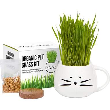 Cat grass