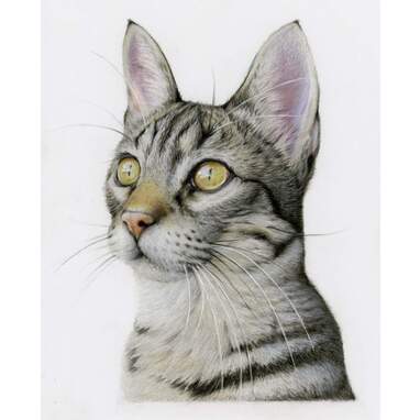 Cat portrait