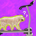 dog treadmill