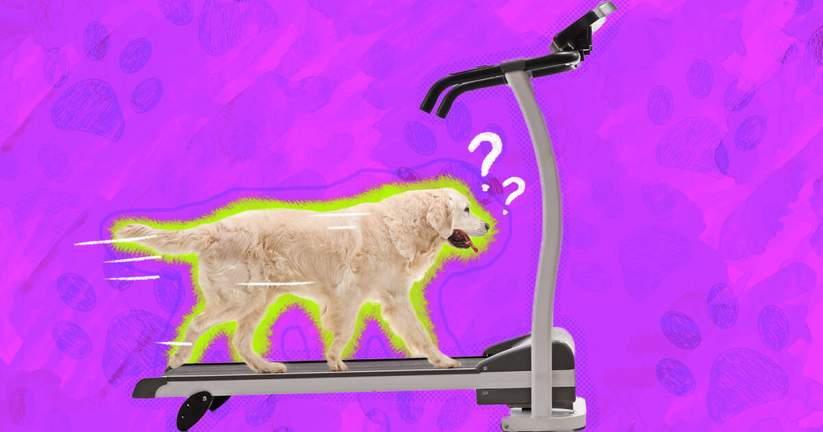 Dual Purpose Dog & Human Electric Treadmill