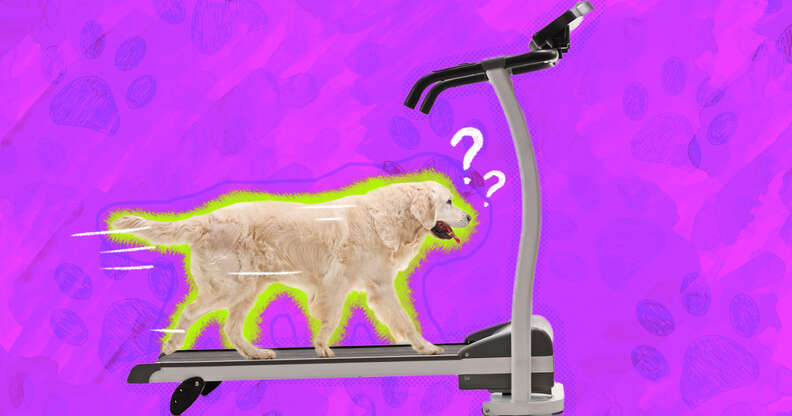 Dog Treadmill The Best Options You Can Buy Right Now Plus What To Look For DodoWell The Dodo