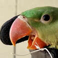 Pretty Parrot Stuck In Net Is So Happy This Guy Came Along