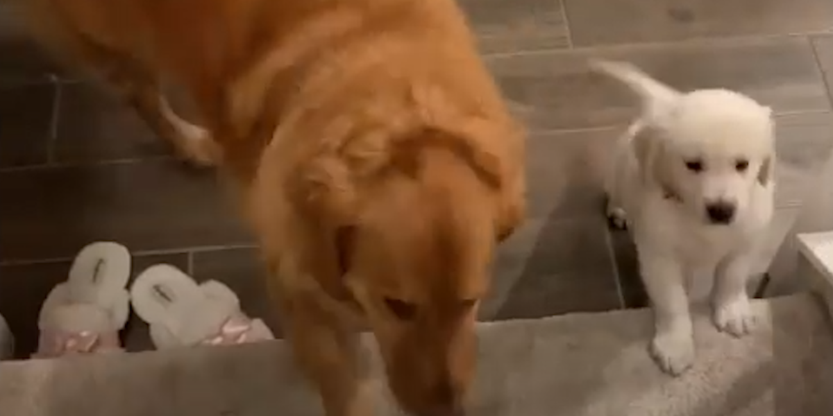 Golden Retriever Teaches His Puppy Brother How To Go Up The Stairs ...