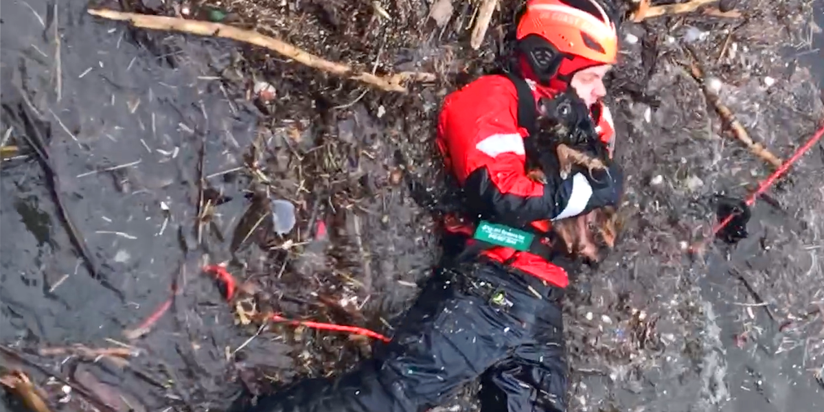 Adorable Little Dog Gets Trapped On Icy River - Videos - The Dodo