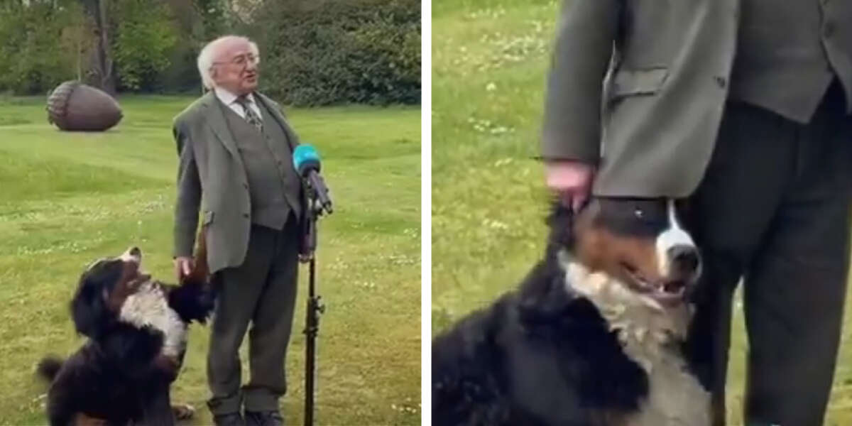 Irish President's Dog Joins Interview And Totally Steals The Show - The ...