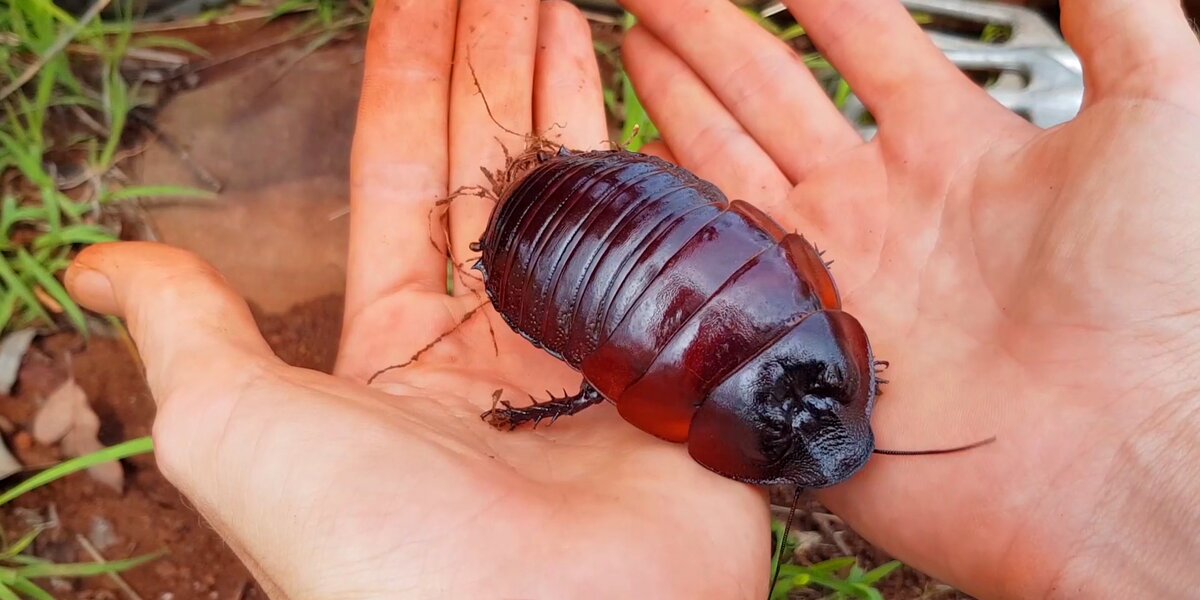 Family Saves A Beautiful Bug - Videos - The Dodo