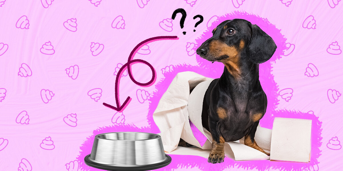 what foods are good for dogs with diarrhea