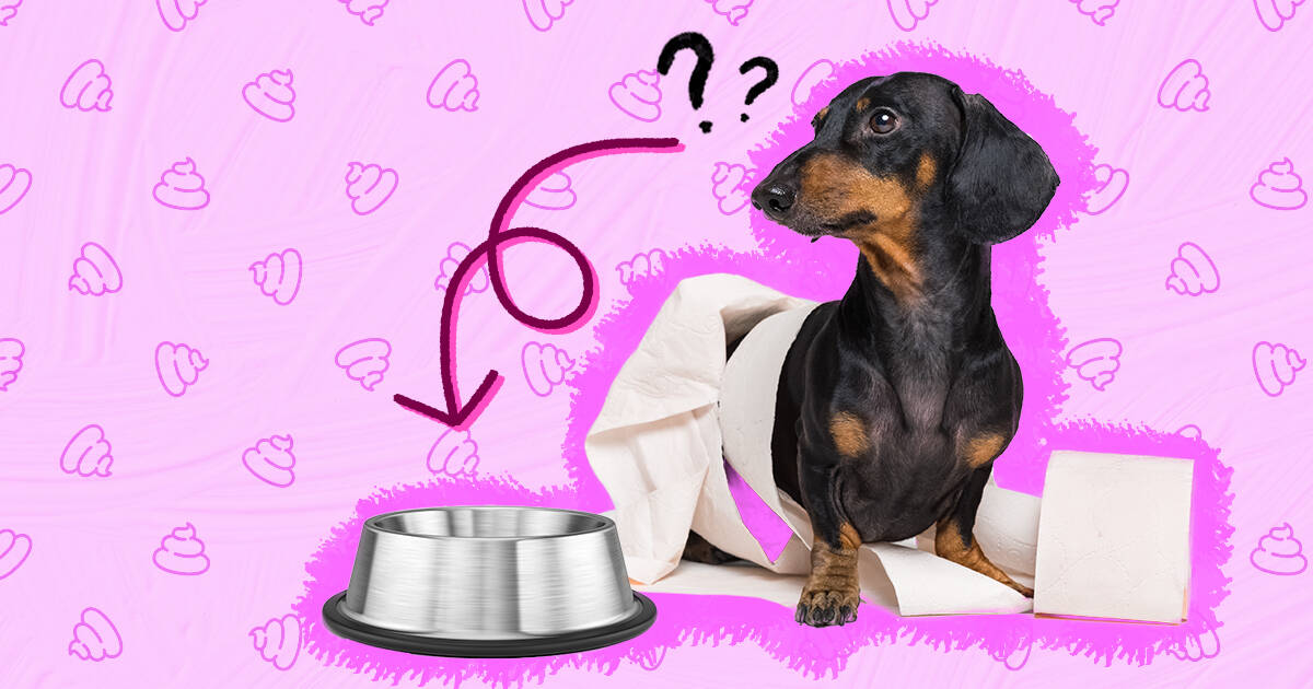 What foods give dogs cheap diarrhea