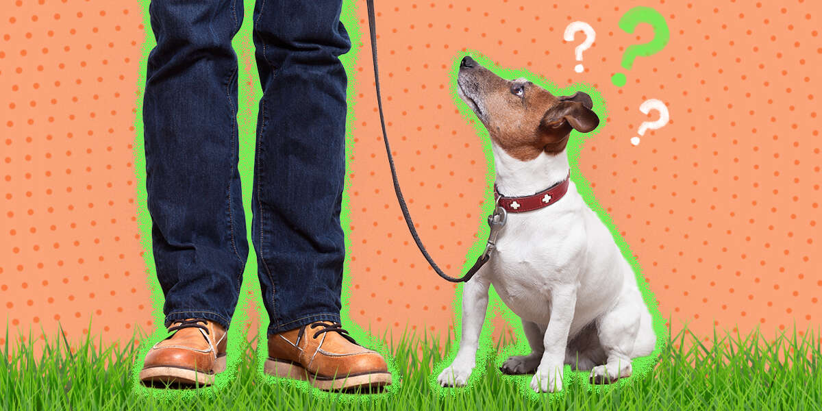 Questions To Ask When Hiring A Dog Walker DodoWell The Dodo